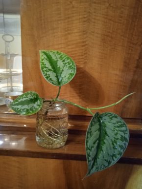 Prodej pokojové rostliny