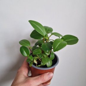 Peperomia