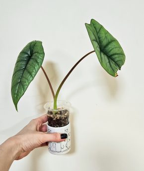 Alocasia Platinum sběratelská rostlina