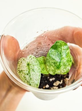 Alocasia odora batik variegated raritka