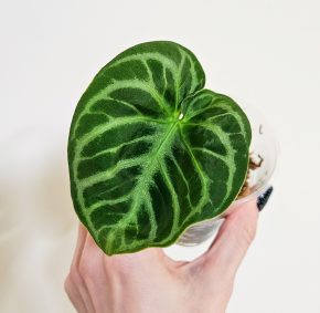 Anthurium silver blush