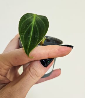 Philodendron melanochrysum