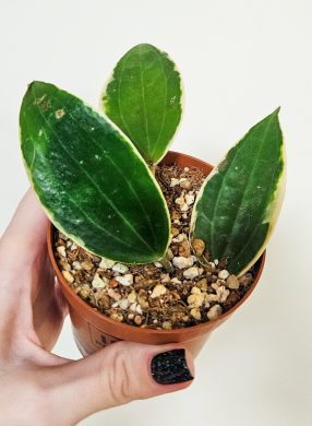 Hoya macrophylla Albomarginata 3v1