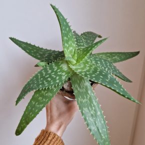 Aloe Vera 2