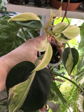 Philodendron Rio - rostlina .