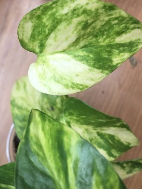 Epipremnum Hicolor  - stonkovy řizek .