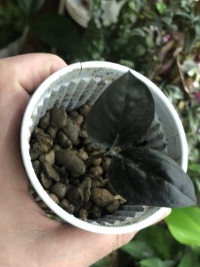 Zamioculcas Raven Black- baby rostlina .