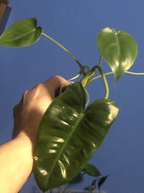 Philodendron Burle Max- rostlina .