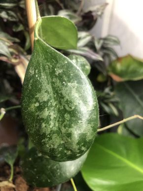 Hoya Biakensis aff. indonesia - řizek .