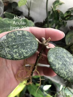 Hoya Acuta 997- řizek z kořeni