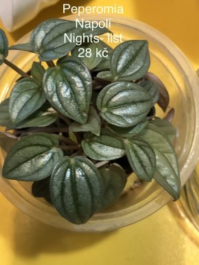Peperomia Napoli Nights - list k zakořeněni .