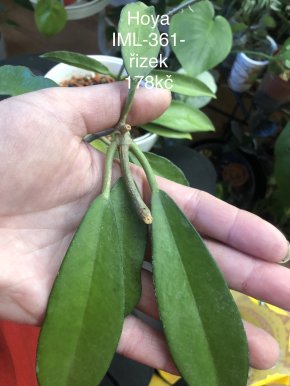 Hoya IML - 361 čerstvý řizek .