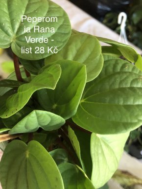 Peperomia Rana Verde - list k zakořeněni .