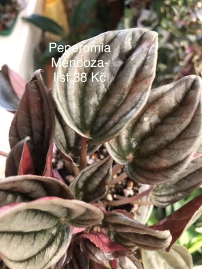 Peperomia Mendoza - list k zakořeněni