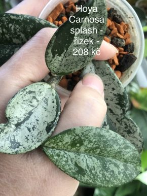 Hoya Carnosa Splash - čerstvý řizek .