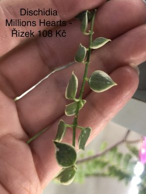Dischidia Millions Hearts - čerstvý řizek .
