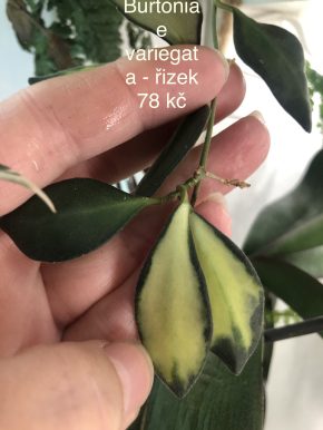 Hoya Burtoniae variegata - čerstvý řizek