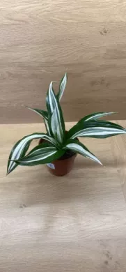 Dracena White Strip
