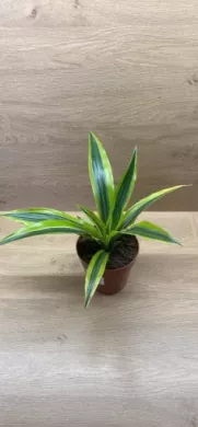 Dracena Green Strip