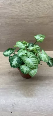 Syngonium Pixie